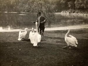 Pelícanos en St. James's Park en 1914. Fotografía de Topical Press procedente del London Transport Museum. 