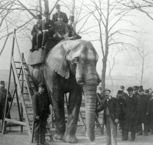 Jumbo el elefante a principios del siglo XX. Postal de la época.