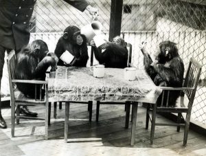 Chimpancés en 1927. Fotografía de Topical Press procedente del London Transport Museum. 